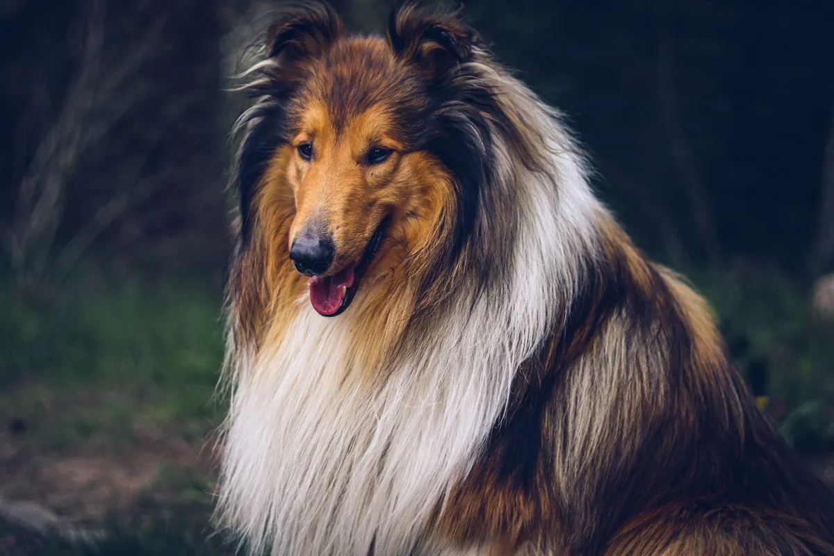 Lucy, our Border Collie, the dog behind Senior Dog Daily