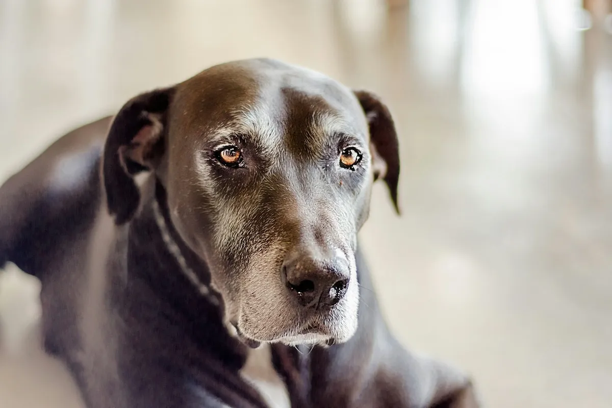 Lucy, our Border Collie, the dog behind Senior Dog Daily