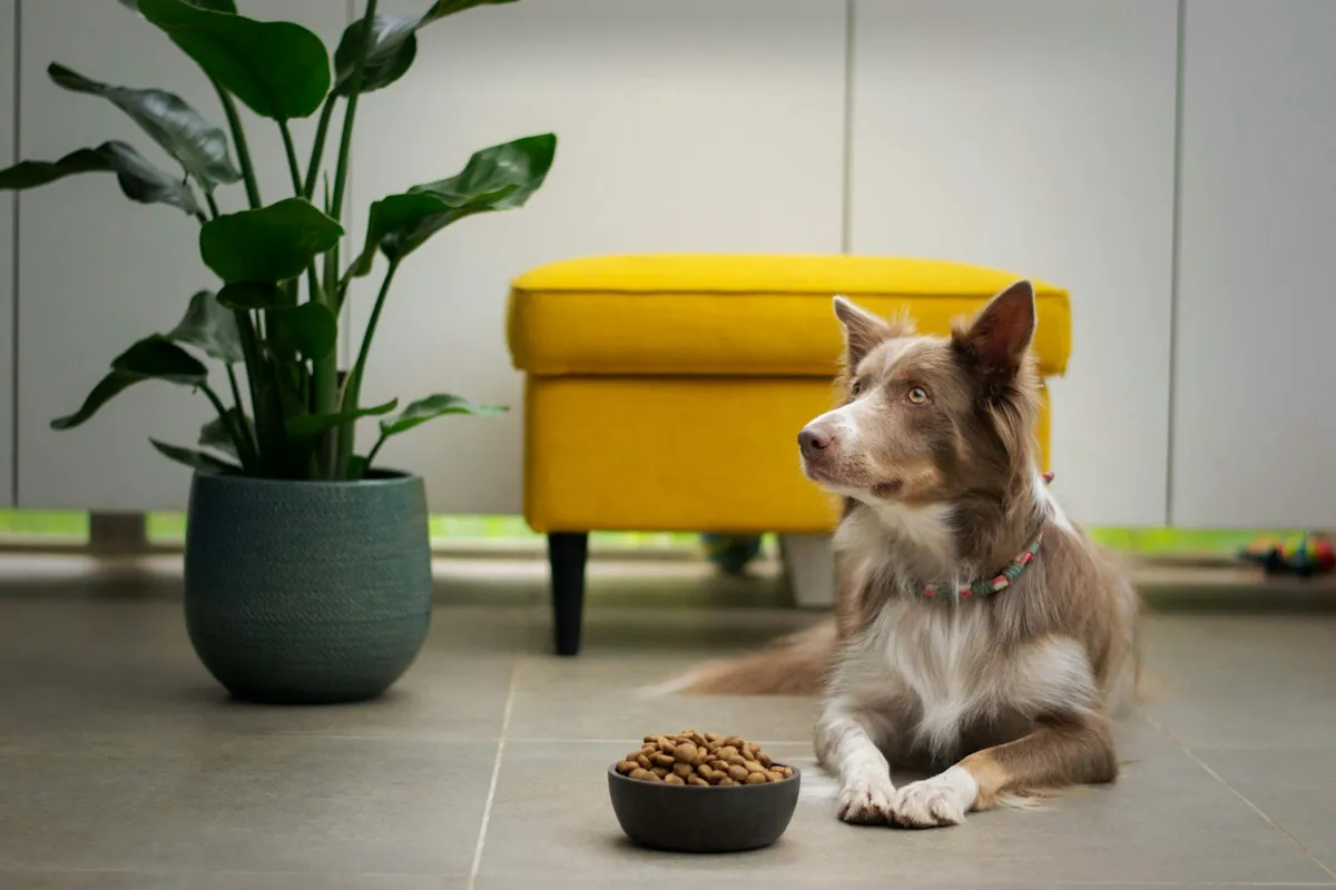 Lucy, our Border Collie, the dog behind Senior Dog Daily